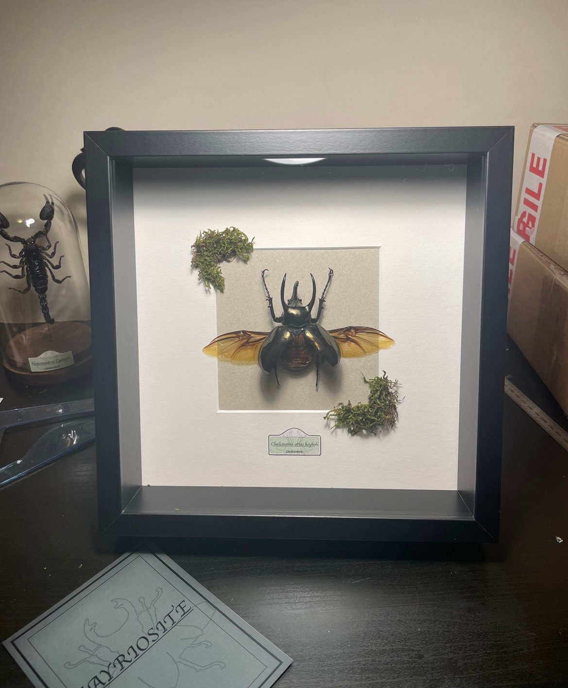 Coléoptère Naturalisé-Chalcosoma Atlas Keyboh