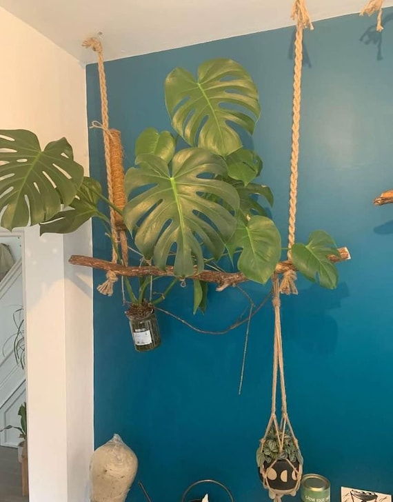 malay gold philodendron Philodendron Golden Goddess - House Plants Delivery Toronto