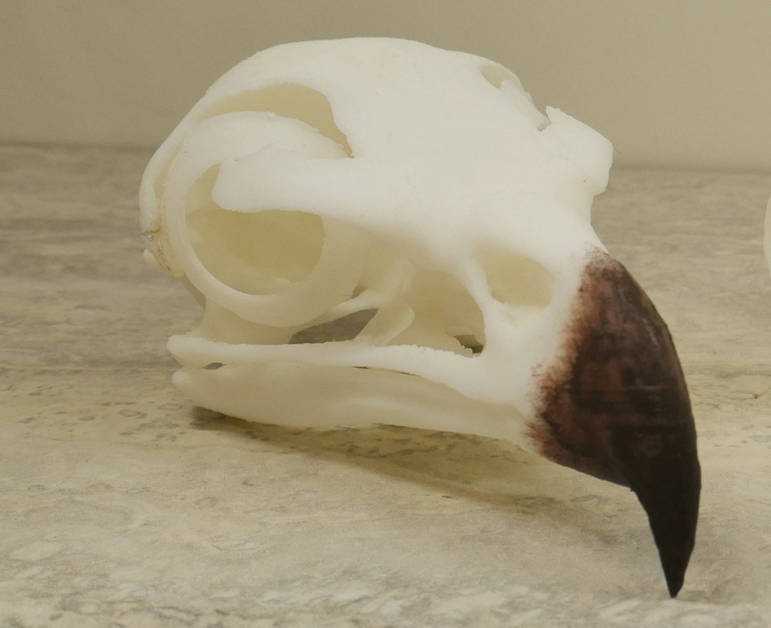 Replica Golden Eagle Skull - Etsy