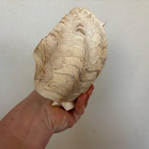 Pu&ograve; includere: Una grande conchiglia bianco sporco con una superficie strutturata e motivi intricati. La conchiglia &egrave; tenuta in una mano, mostrando le sue dimensioni e la sua bellezza naturale. Il colore della conchiglia &egrave; un mix di crema e marrone chiaro.
