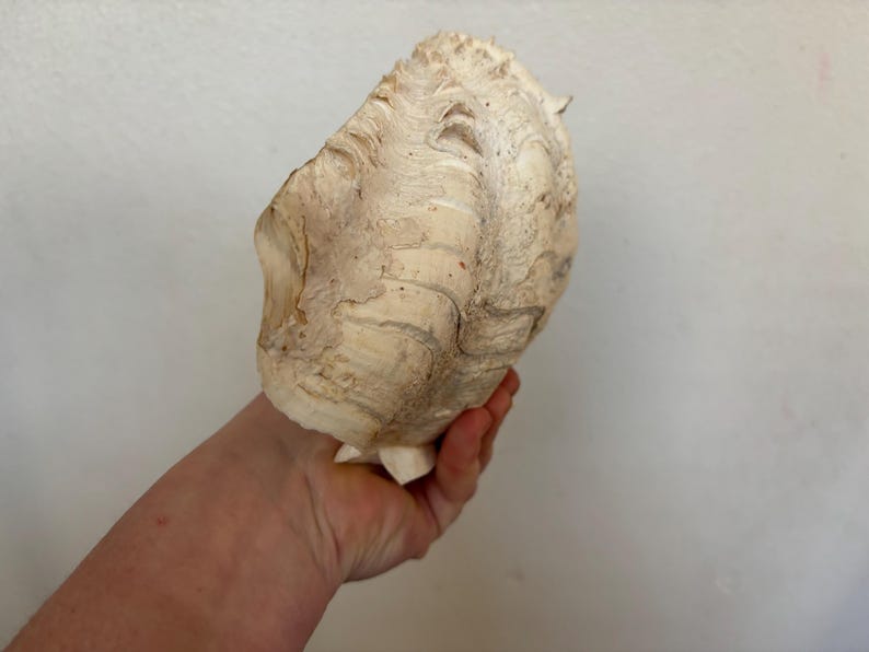 Pu&ograve; includere: Una grande conchiglia bianco sporco con una superficie strutturata e motivi intricati. La conchiglia &egrave; tenuta in una mano, mostrando le sue dimensioni e la sua bellezza naturale. Il colore della conchiglia &egrave; un mix di crema e marrone chiaro.