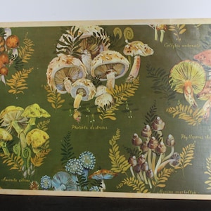 May include: A vintage green placemat with a mushroom illustration. The placemat features various types of mushrooms in different colors and sizes, including red, brown, white, and yellow. The placemat also includes the Latin names for each type of mushroom.