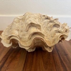 May include: A large, natural clam shell with a textured, wavy surface. The shell displays a range of beige and cream tones, with a prominent, layered structure. The shell is resting on a wooden surface.