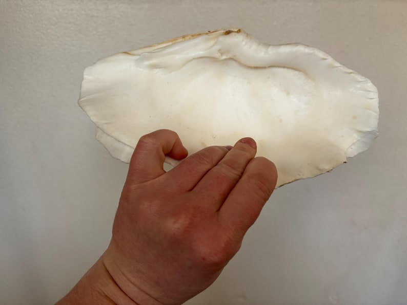 Pu&ograve; includere: Una grande conchiglia bianco sporco con una superficie strutturata. Il guscio ha una forma ampia e aperta con un bordo leggermente increspato. Il guscio &egrave; tenuto da una mano.