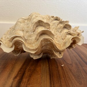 Pu&ograve; includere: Grande conchiglia strutturata, nei toni del beige e bianco sporco. Il guscio presenta un design ondulato e stratificato, appoggiato su una superficie in legno. Un oggetto decorativo naturale.