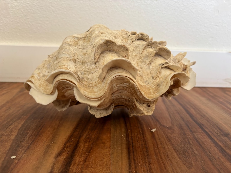 Pu&ograve; includere: Grande conchiglia strutturata, nei toni del beige e bianco sporco. Il guscio presenta un design ondulato e stratificato, appoggiato su una superficie in legno. Un oggetto decorativo naturale.