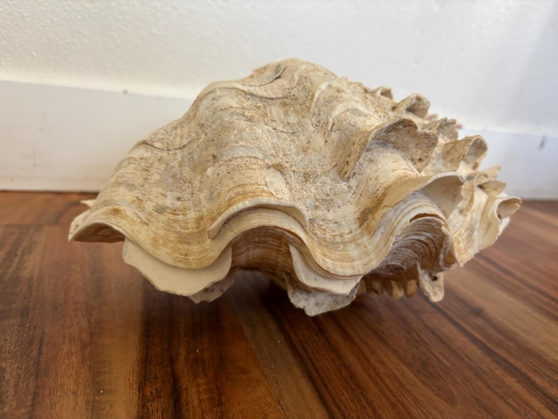 Pu&ograve; includere: Una grande conchiglia strutturata, con una palette di colori crema e beige. Il guscio ha un design ondulato e stratificato e poggia su una superficie di legno. L'esterno del guscio ha un aspetto ruvido e naturale.