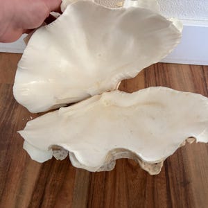 Pu&ograve; includere: Due grandi conchiglie di vongole bianche sporche con superfici strutturate. Le conchiglie sono esposte su una superficie di legno. Una conchiglia &egrave; parzialmente tenuta da una mano. Le conchiglie hanno bordi irregolari.