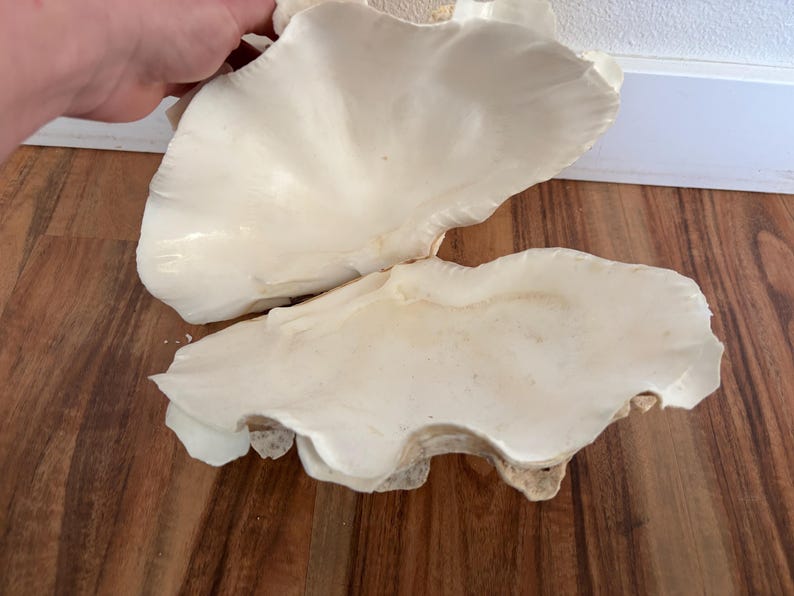 Pu&ograve; includere: Due grandi conchiglie di vongole bianche sporche con superfici strutturate. Le conchiglie sono esposte su una superficie di legno. Una conchiglia &egrave; parzialmente tenuta da una mano. Le conchiglie hanno bordi irregolari.