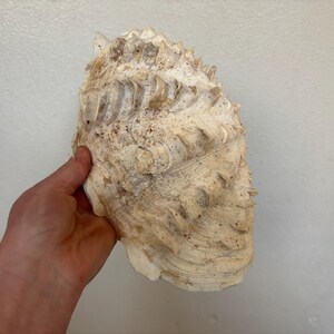 Pu&ograve; includere: Una grande conchiglia strutturata con una tavolozza di colori crema e beige. Il guscio ha una forma a ventaglio a coste con un esterno ruvido e appuntito. Il guscio &egrave; tenuto contro uno sfondo bianco.