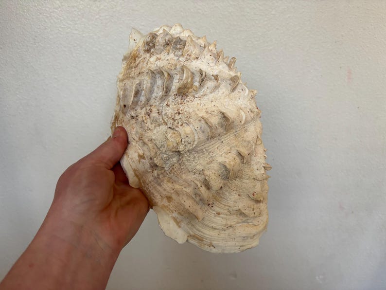 Pu&ograve; includere: Una grande conchiglia strutturata con una tavolozza di colori crema e beige. Il guscio ha una forma a ventaglio a coste con un esterno ruvido e appuntito. Il guscio &egrave; tenuto contro uno sfondo bianco.
