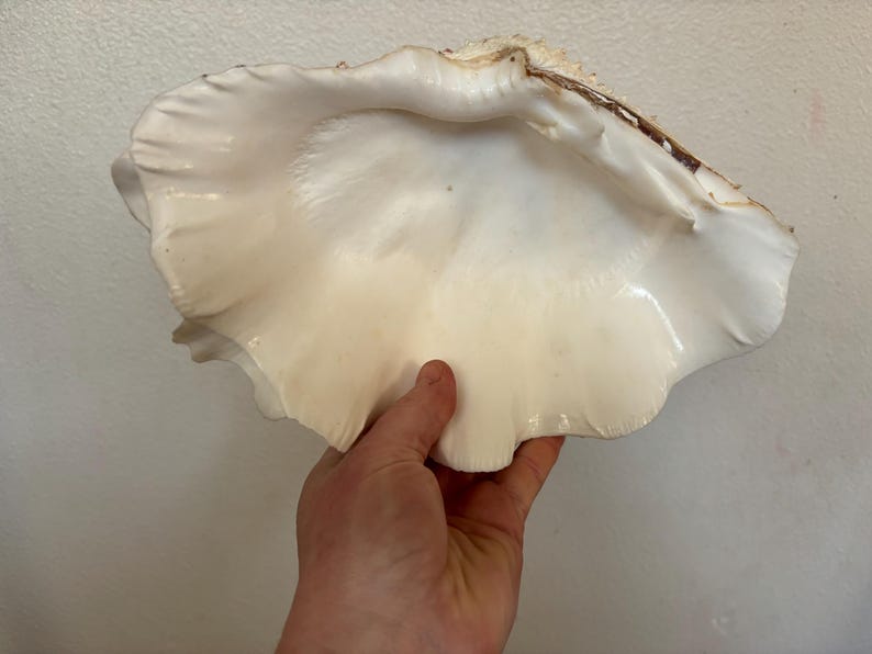 Pu&ograve; includere: Una grande conchiglia bianco sporco con un interno liscio e lucido e un esterno strutturato con bordi marroni. Il guscio &egrave; tenuto da una mano, mostrando le sue dimensioni e la sua bellezza naturale. La forma del guscio &egrave; irregolare e organica.