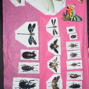 Verschiedene Fehler Insekten Exemplare gemischte Stück Masse