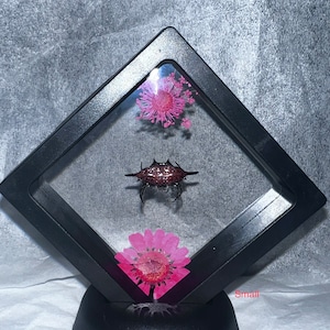 Mystery insect framed display small size