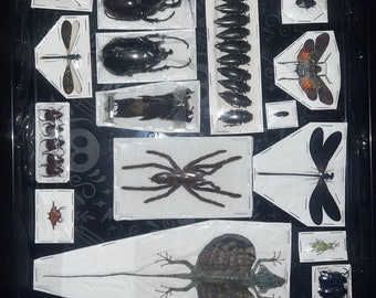 Bulk Insects - Etsy