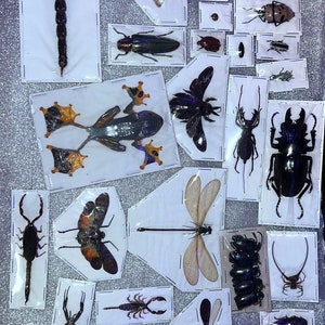 Assorted bugs insects specimen Wholesale Mix Lot Bulk