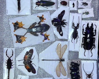 Assorted bugs insects specimen Wholesale Mix Lot Bulk