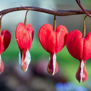 Bleeding Heart Red Flower Seeds - 25 Seeds