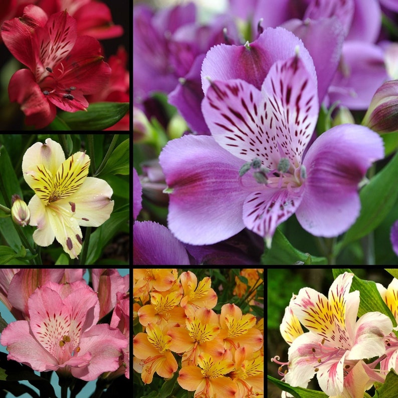 BloomingFlowerSeeds Peruvian Lily Flower Seeds - Thumbnail 5