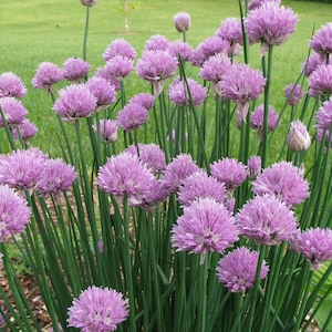 Onion Chives Herb Seeds - Allium Schoenoprasum - Bulk - 500 Seeds