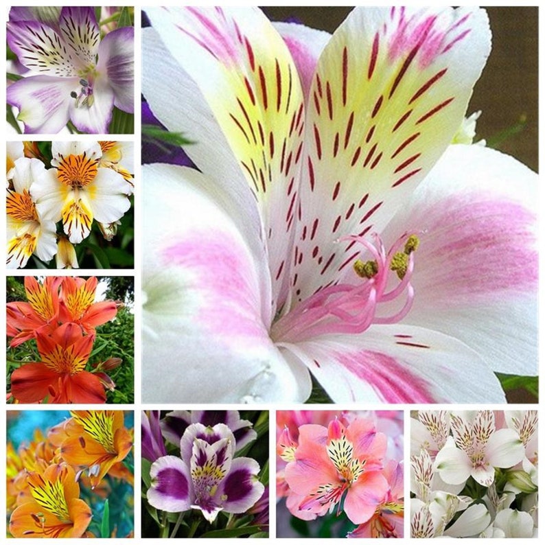 BloomingFlowerSeeds Peruvian Lily Flower Seeds - Thumbnail 4