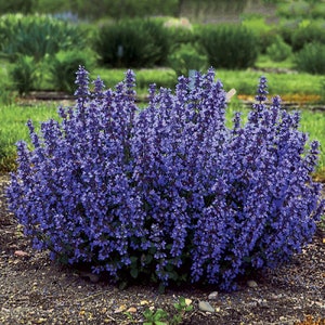 May include: A large bush of purple flowers with green foliage. The flowers are densely packed together and create a vibrant display.