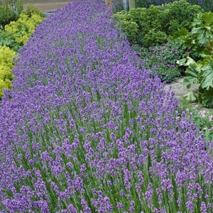 May include: A field of lavender flowers in full bloom. The purple flowers are in rows and create a beautiful, fragrant display.