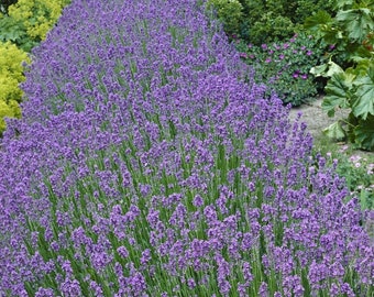 Lavender Munstead Herb Flower Seeds - 25 Seeds