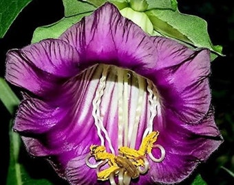 Cathedral Bells Cobaea scandens Flower Vine Seeds - Violet - 20 Seeds