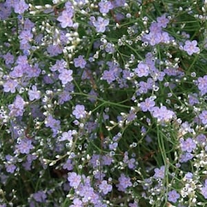 May include: A close-up image of a cluster of small, light purple flowers with green stems and leaves. The flowers are densely packed together, creating a beautiful and delicate display.
