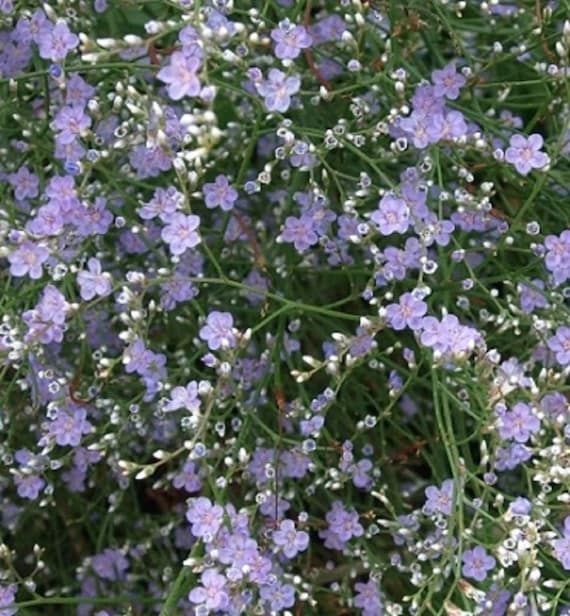 Sea Lavender Flower Seeds - Limonium latifolium - 25 Seeds