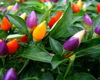 Ornamental Rainbow Pepper Seeds - Hot - Capsicum annuum - 25 Seeds