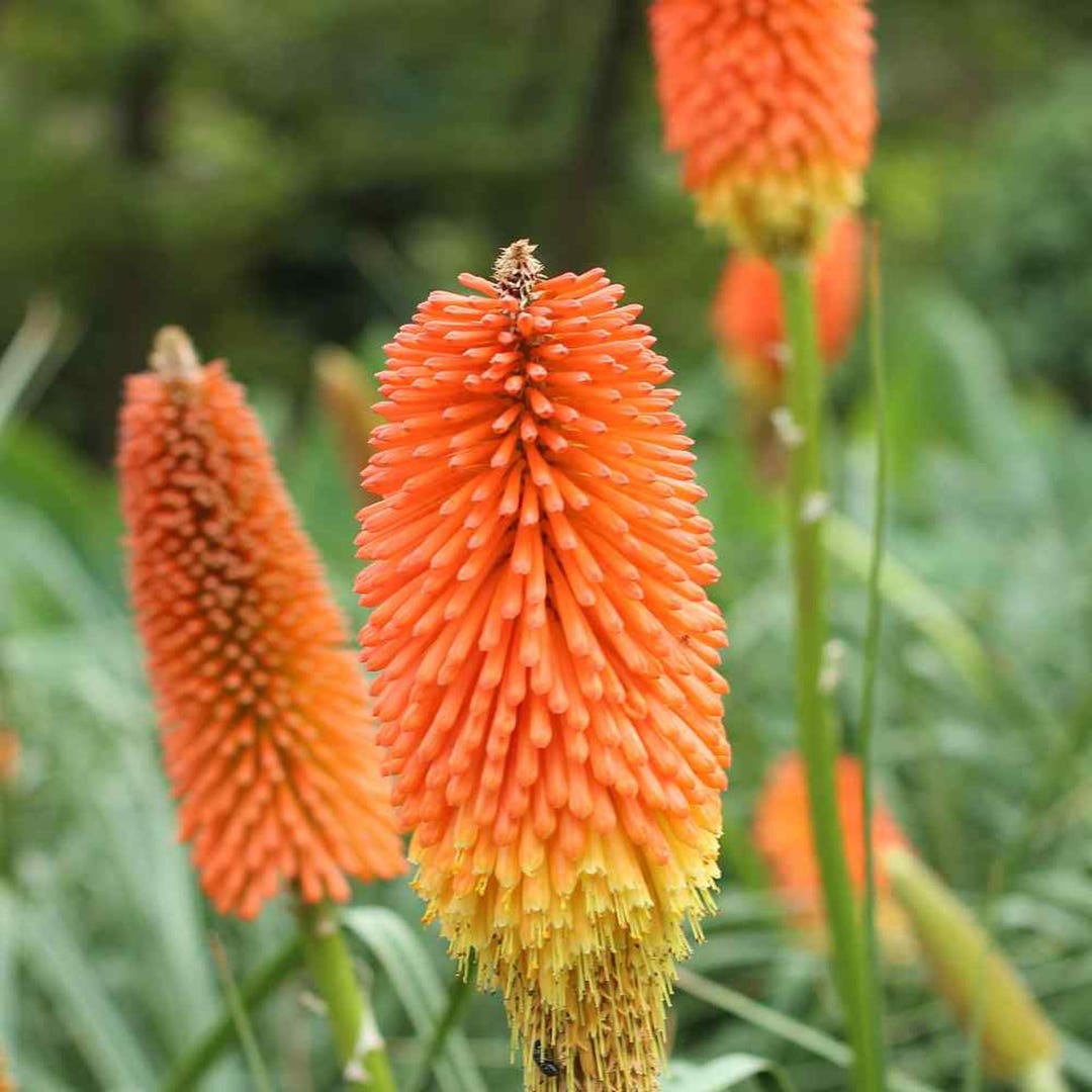 Vibrant Red Hot Poker Seeds Abstract Digital Art Vibrant Red Hot Poker Seeds Abstract Digital Art