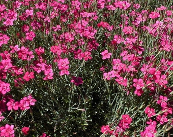 Maiden Pink Flower Seeds - 25 Seeds