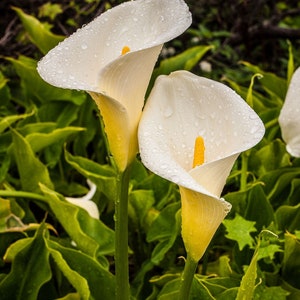 Calla Lily Flower Seeds Zantedeschia Aethiopica 15 Seeds image 1