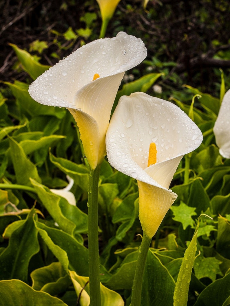 Calla Lily Flower Seeds Zantedeschia Aethiopica 15 Seeds image 1