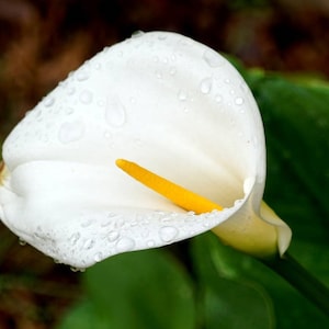 Calla Lily Flower Seeds Zantedeschia Aethiopica 15 Seeds image 2