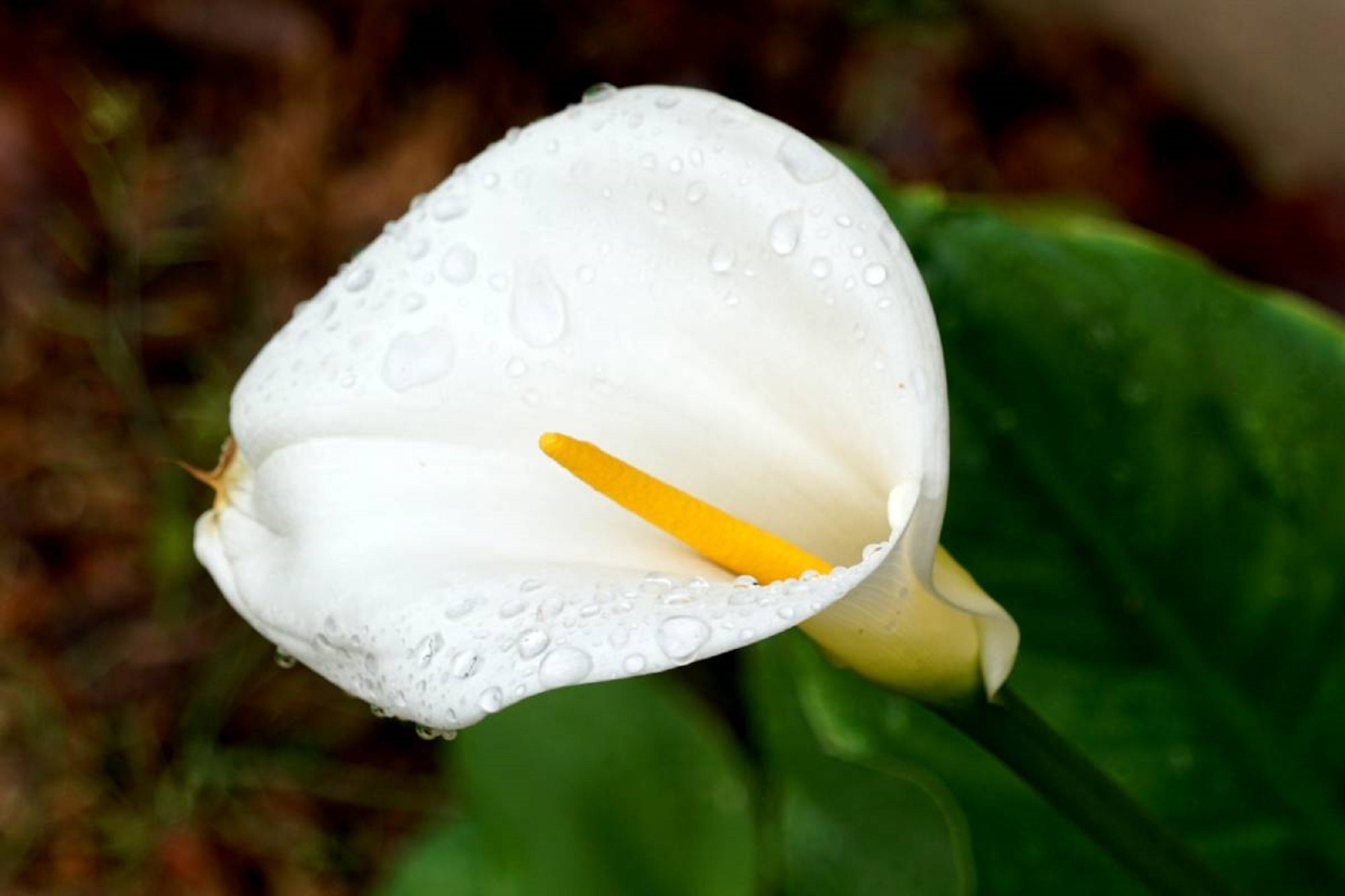Calla Lily Flower Seeds - Zantedeschia Aethiopica -15 Seeds - Etsy