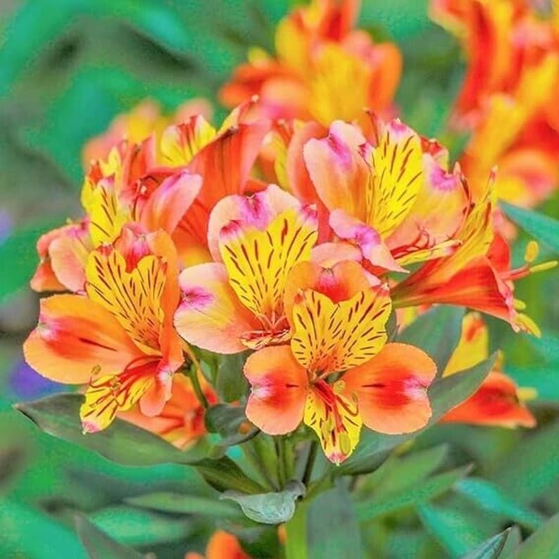 BloomingFlowerSeeds Peruvian Lily Flower Seeds - Thumbnail 3