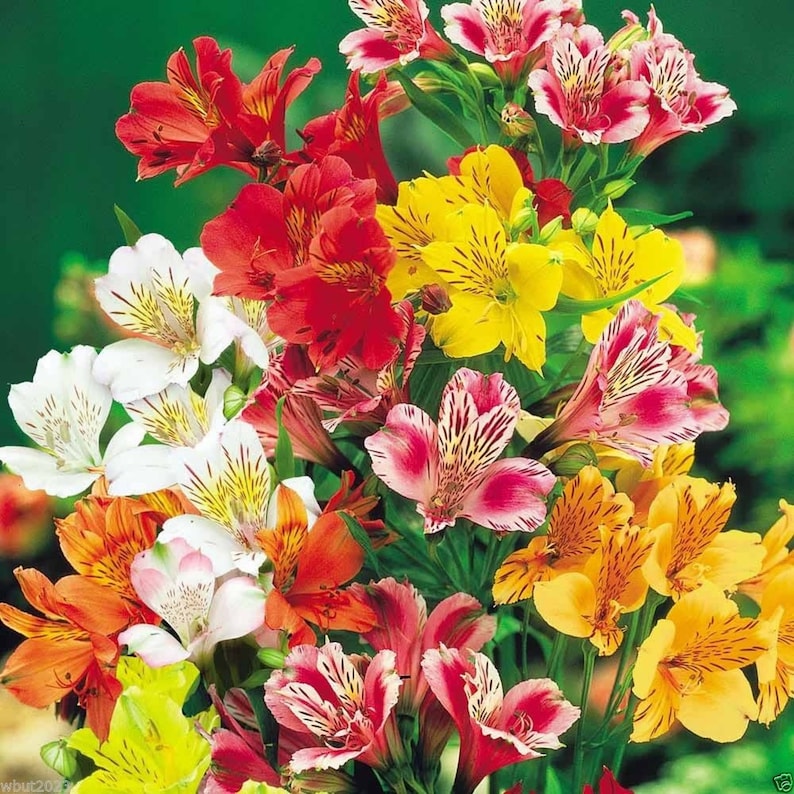 BloomingFlowerSeeds Peruvian Lily Flower Seeds