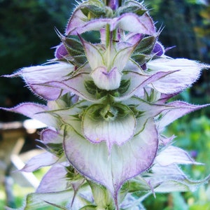 May include: A close-up of a white and purple flower with a green stem. The flower has a unique, layered structure with many petals.