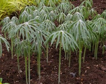 Umbrella Plant Cyperus Alternifolius Papyrus Grass Umbrella Palm Flower Seeds - 25 Seeds