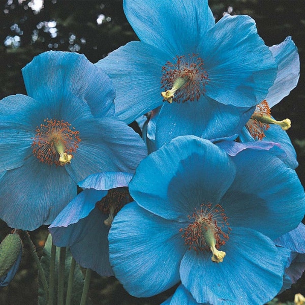 Blue Poppy Flower Seeds - Himalayan - 25 Seeds