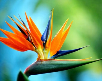 Bird of Paradise Seeds – Strelitzia Reginae Orange & Blue