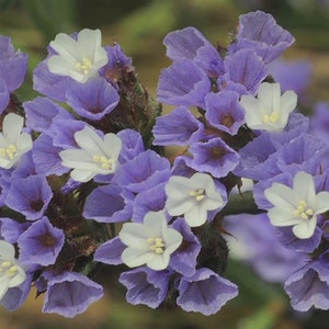 May include: A cluster of small, delicate flowers with light purple petals and white centers. The flowers are arranged in a loose, natural bouquet.