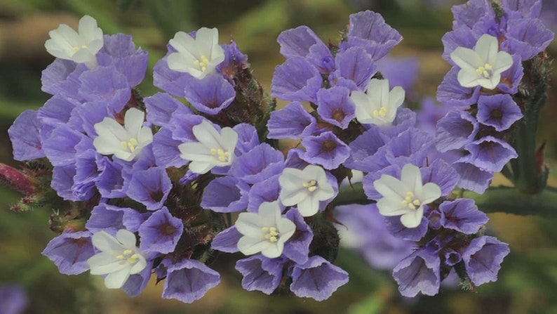 May include: A cluster of small, delicate flowers with light purple petals and white centers. The flowers are arranged in a loose, natural bouquet.