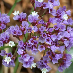 May include: A cluster of small, delicate purple flowers with white centers. The flowers are arranged in a dense, rounded shape, creating a beautiful and vibrant display.