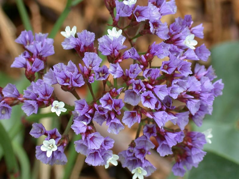 May include: A cluster of small, delicate purple flowers with white centers. The flowers are arranged in a dense, rounded shape, creating a beautiful and vibrant display.