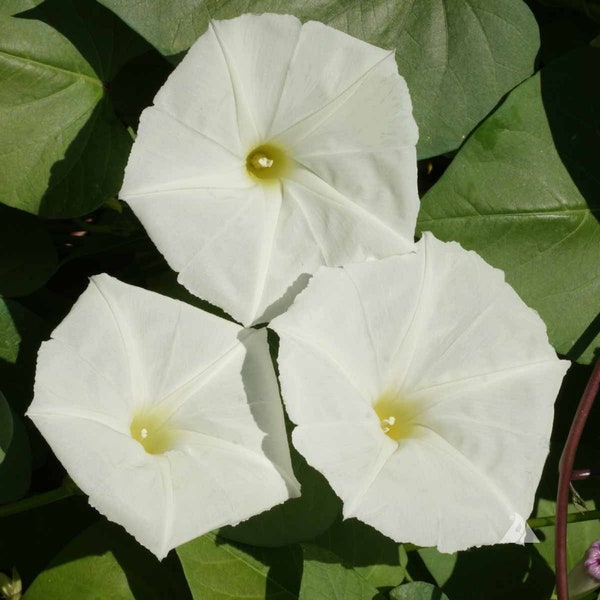 Moonflower - Ipomoea alba -  25 Seeds