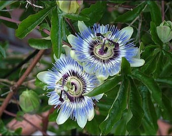 Passion Flower - Passiflora caerulea Seeds - 10 Seeds